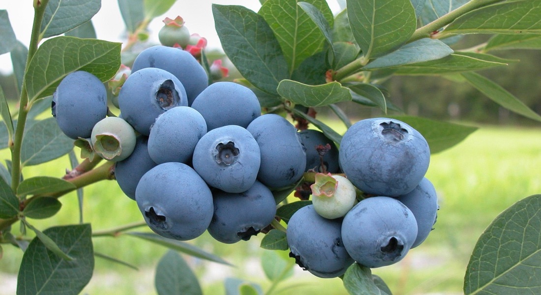 bluberry, likap, yaban mersini