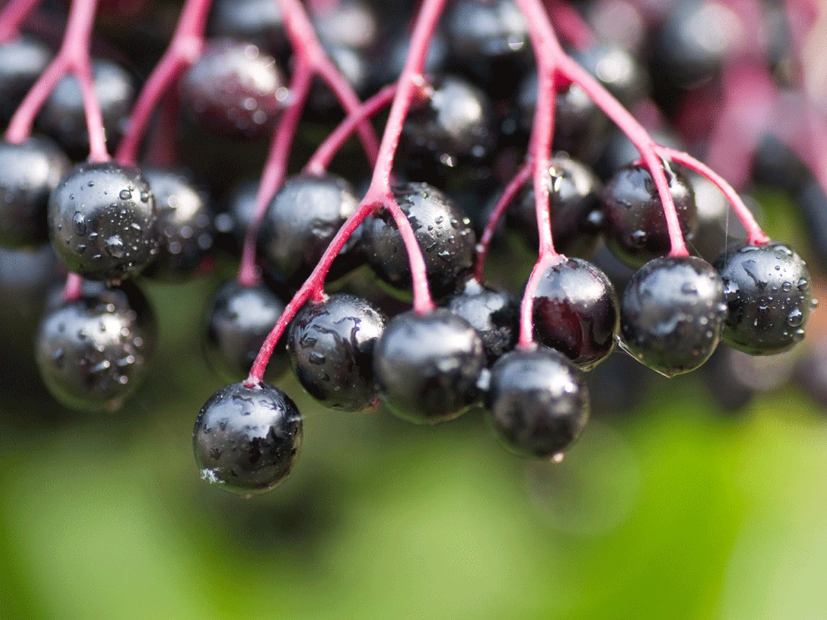 mürver, elder, elderberry, mürver çiçeği, elderberry flower