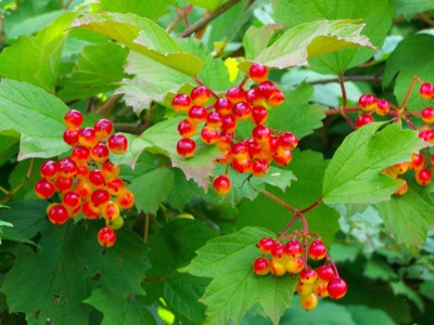 girabolu, kalinka