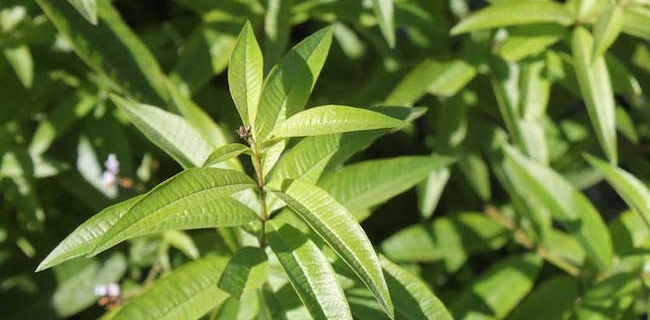 lemon verbana