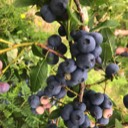 blueberry